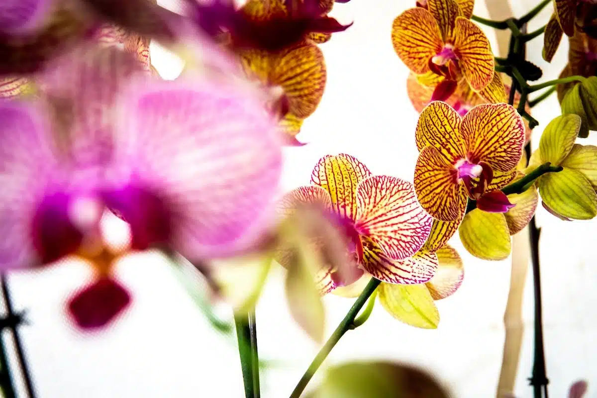 orchidée  tailler